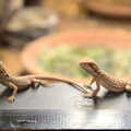 2022 A pair of cute lizards