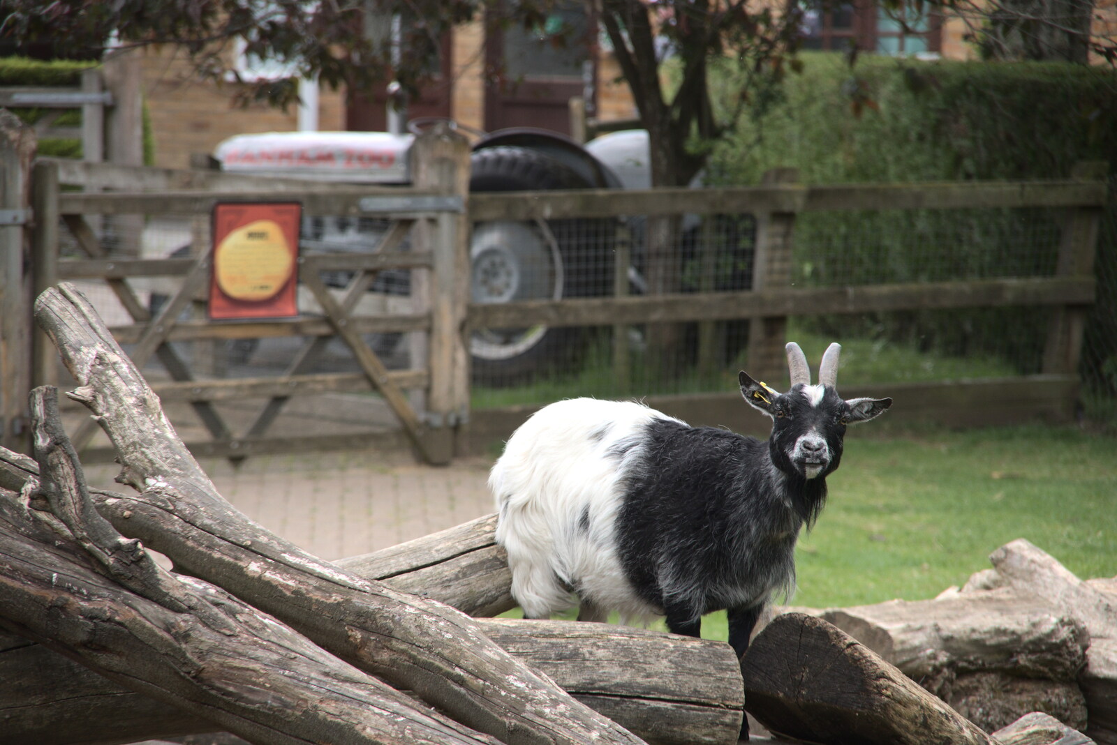 A goat gives us the Hairy Eyeball from A Moth Infestation and a Trip to the Zoo, Banham, Norfolk - 21st May 2022