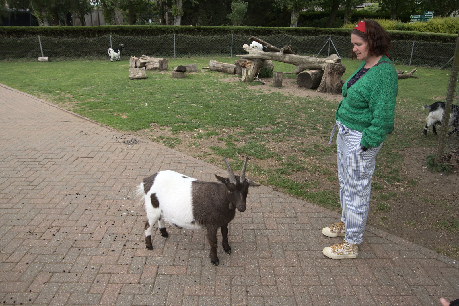 Isobel stares at a goat from A Moth Infestation and a Trip to the Zoo, Banham, Norfolk - 21st May 2022