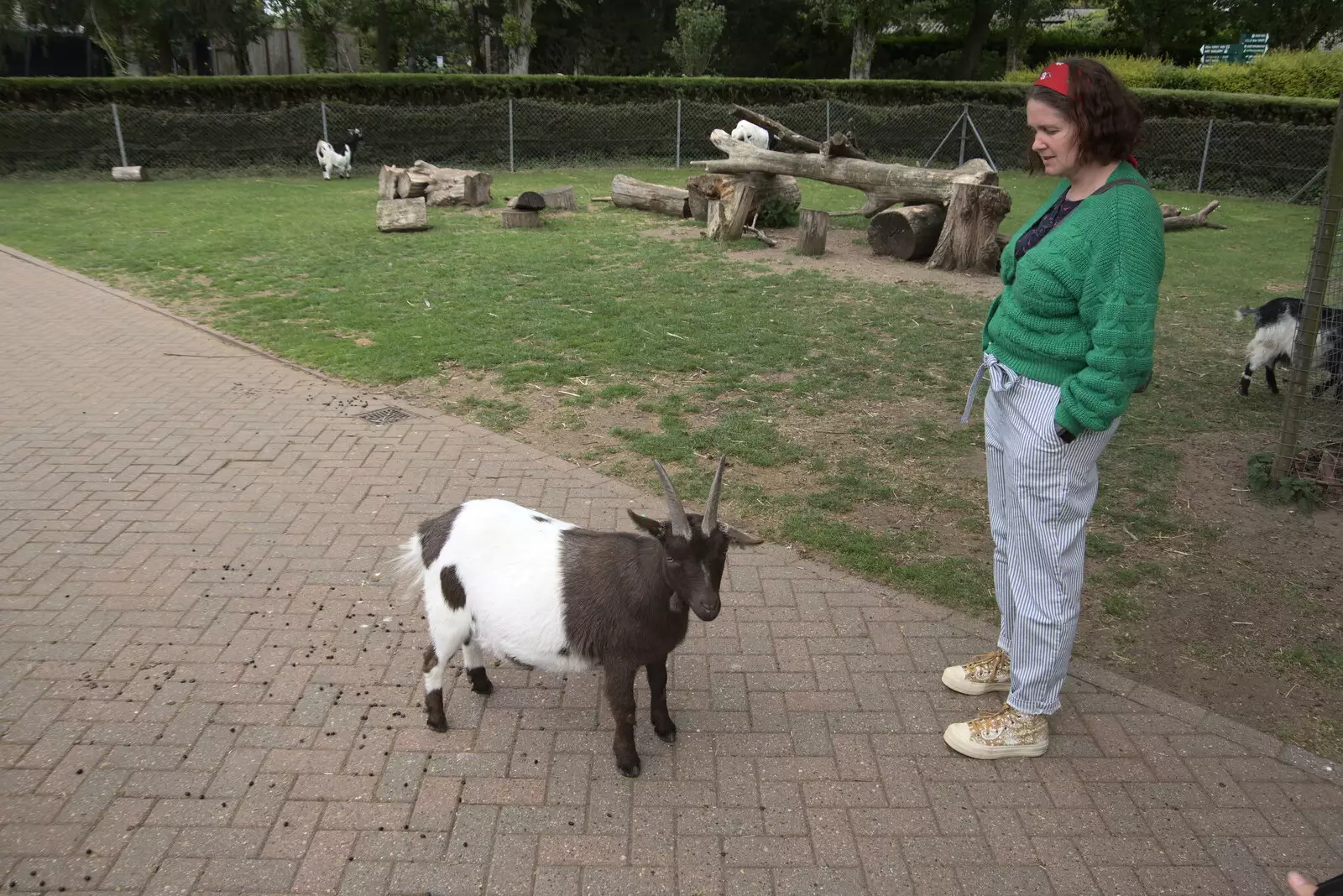 Isobel stares at a goat, from A Moth Infestation and a Trip to the Zoo, Banham, Norfolk - 21st May 2022