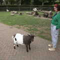 2022 Isobel stares at a goat
