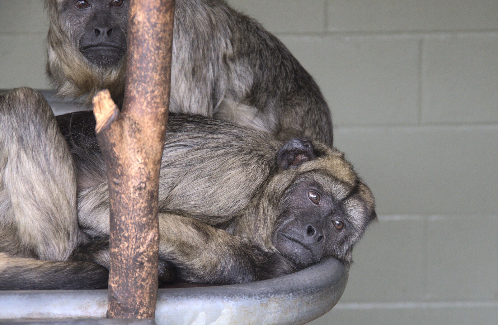 The perennially-sad monkeys lie around from A Moth Infestation and a Trip to the Zoo, Banham, Norfolk - 21st May 2022