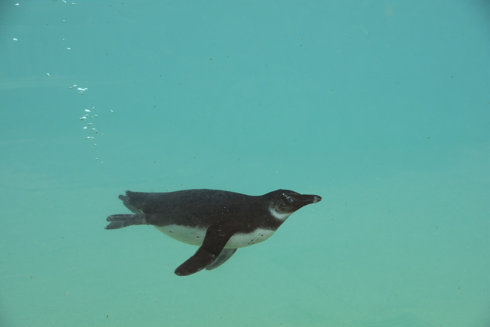 A penguin swims around from A Moth Infestation and a Trip to the Zoo, Banham, Norfolk - 21st May 2022