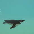 2022 A penguin swims around