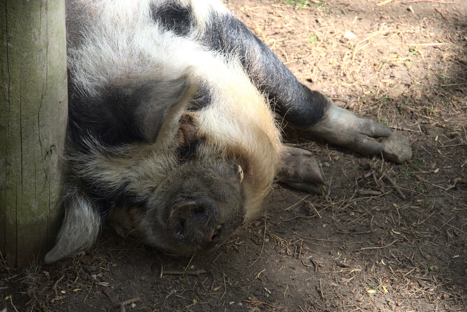 A massive pig has a sleep from A Moth Infestation and a Trip to the Zoo, Banham, Norfolk - 21st May 2022