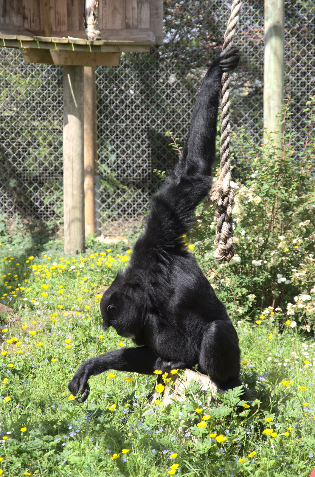 A gibbon picks at some flowers from A Moth Infestation and a Trip to the Zoo, Banham, Norfolk - 21st May 2022