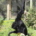 2022 A gibbon picks at some flowers