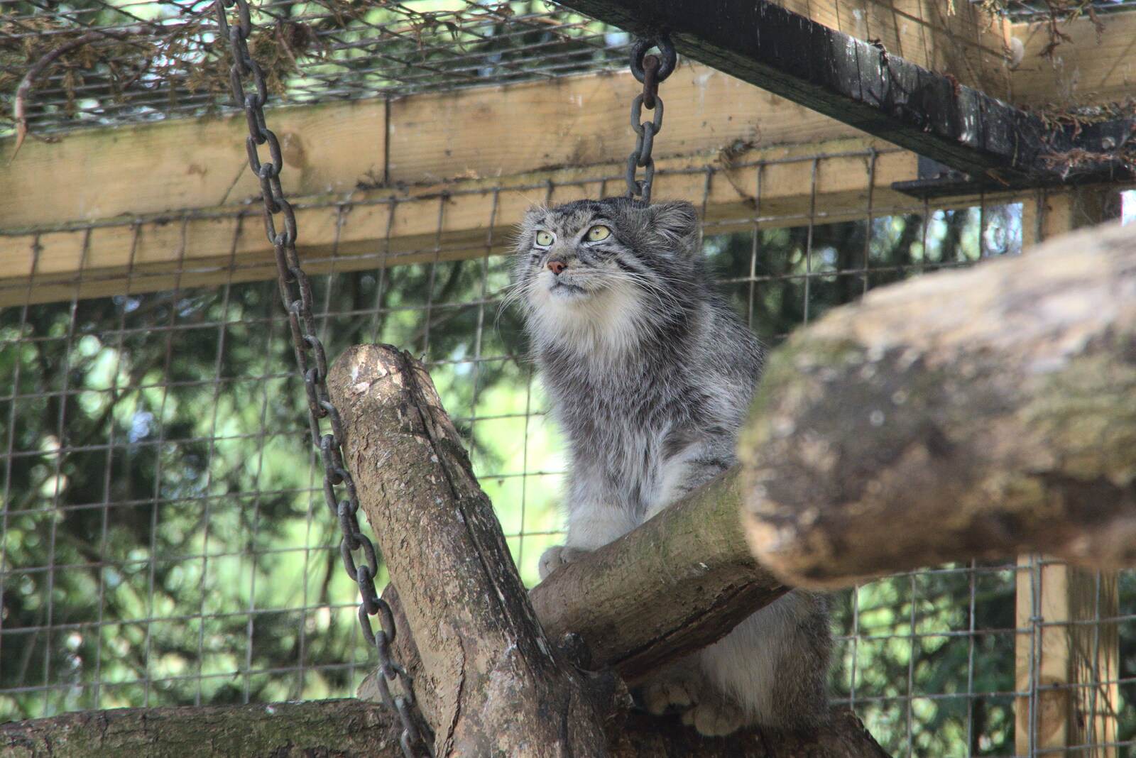 There's a cat up a tree from A Moth Infestation and a Trip to the Zoo, Banham, Norfolk - 21st May 2022