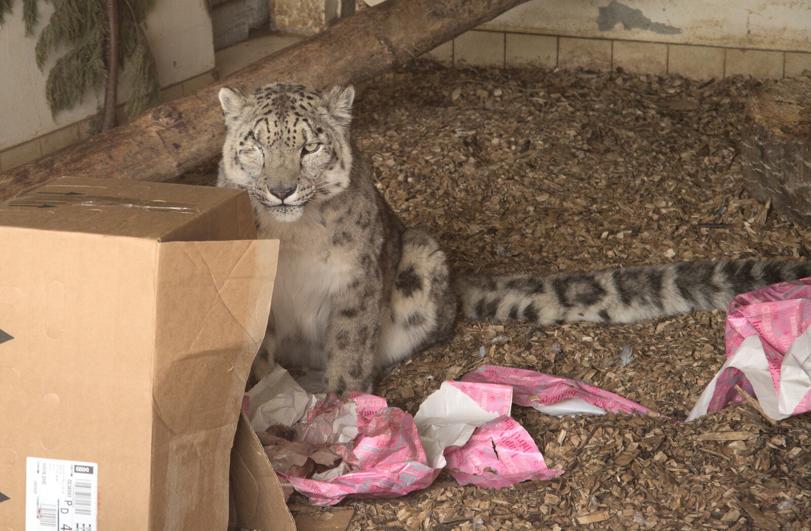 The one-eyed Snow Leopard plays with a box from A Moth Infestation and a Trip to the Zoo, Banham, Norfolk - 21st May 2022