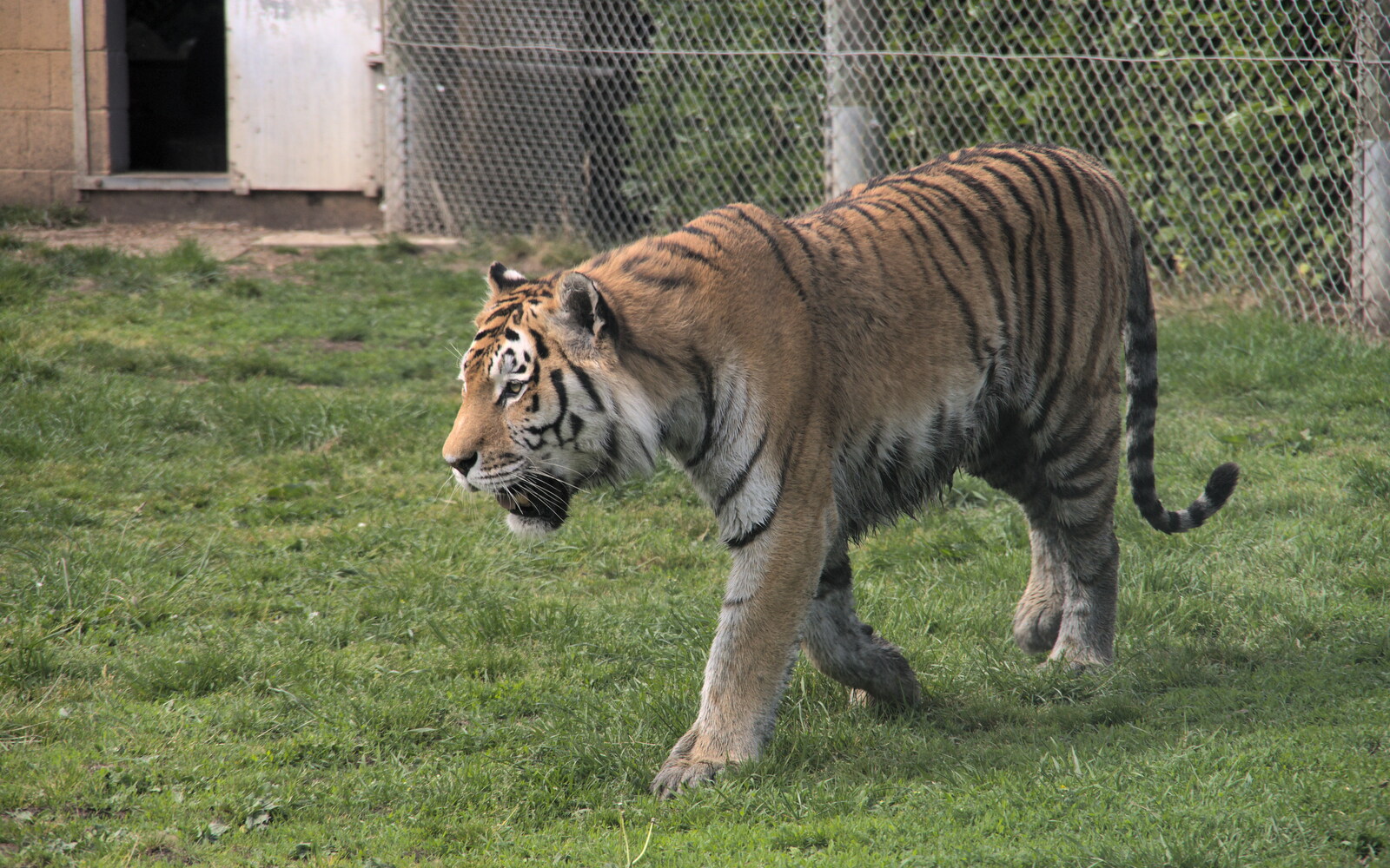 A tiger prowls around from A Moth Infestation and a Trip to the Zoo, Banham, Norfolk - 21st May 2022