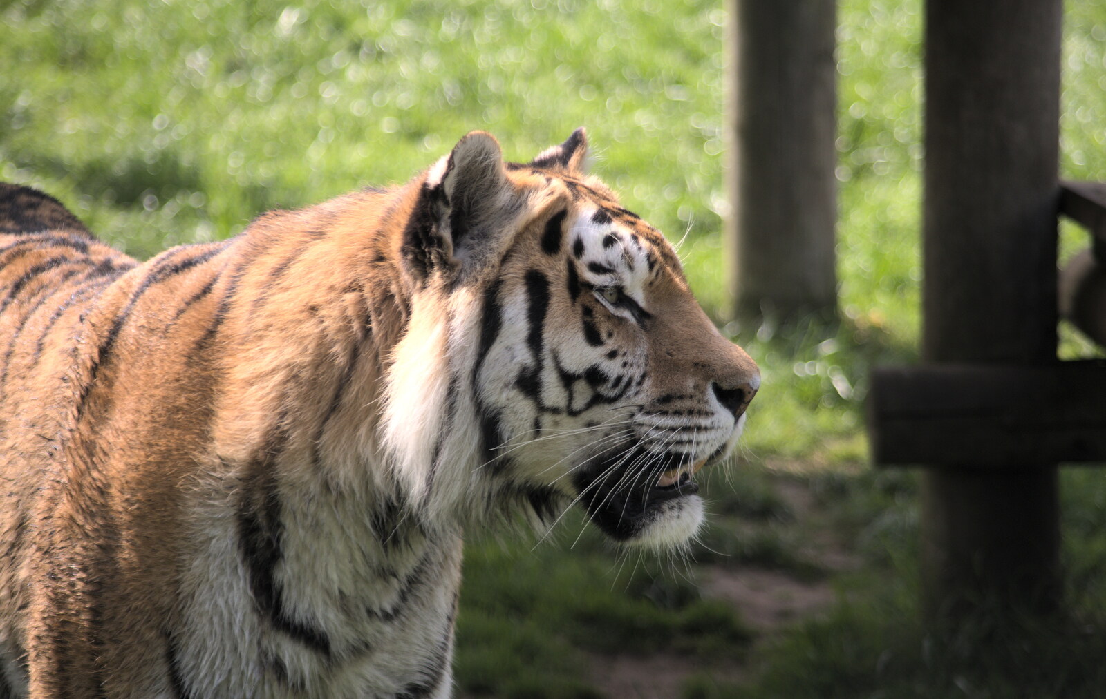 The tiger comes up close to the window from A Moth Infestation and a Trip to the Zoo, Banham, Norfolk - 21st May 2022