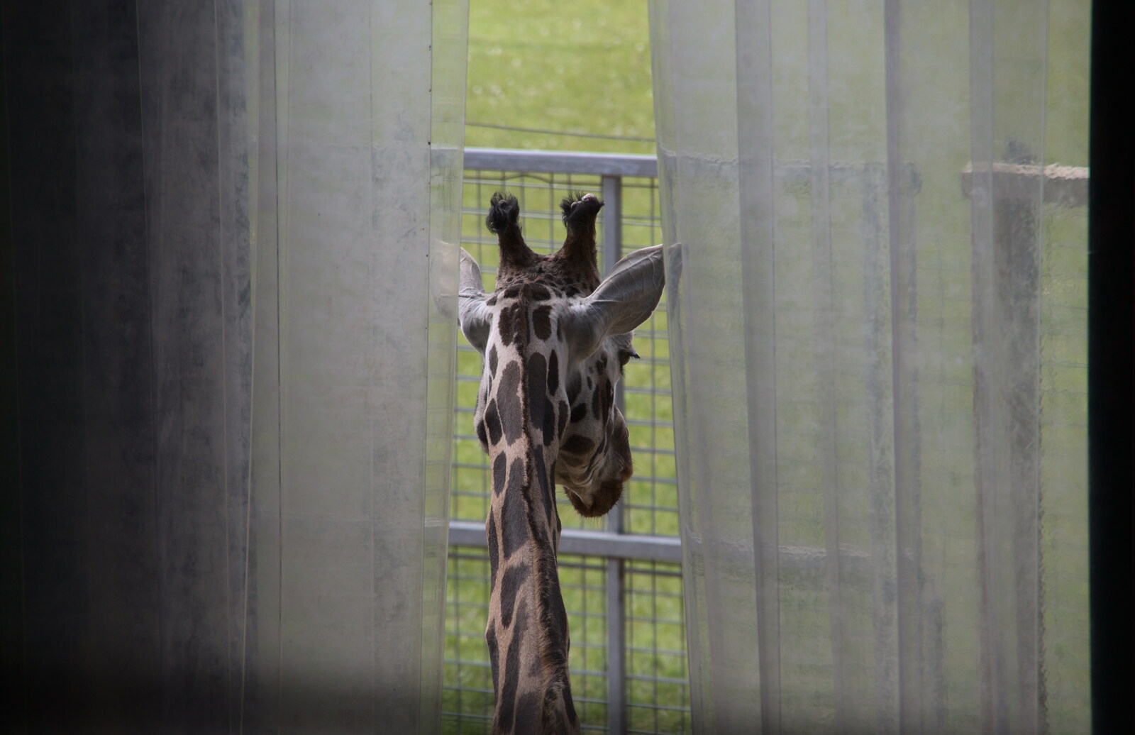 A giraffe wanders outside from A Moth Infestation and a Trip to the Zoo, Banham, Norfolk - 21st May 2022
