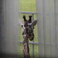 2022 A giraffe wanders outside