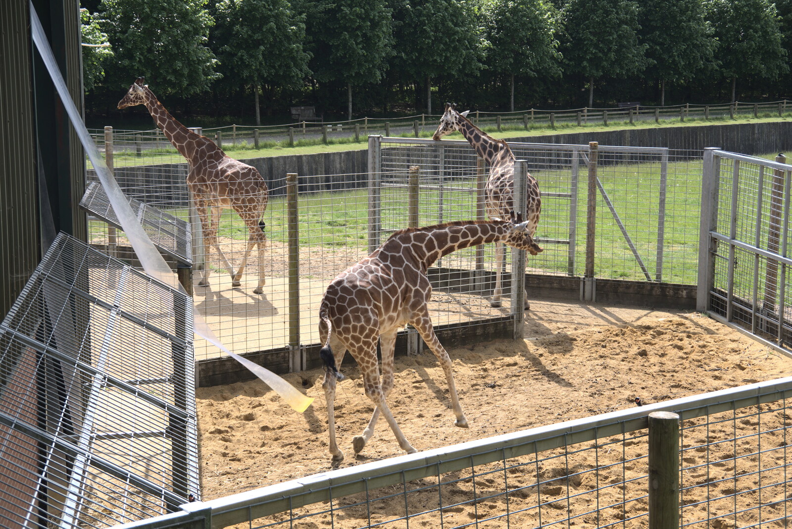 A giraffe legs it out of the enclosure from A Moth Infestation and a Trip to the Zoo, Banham, Norfolk - 21st May 2022
