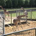 2022 A giraffe legs it out of the enclosure