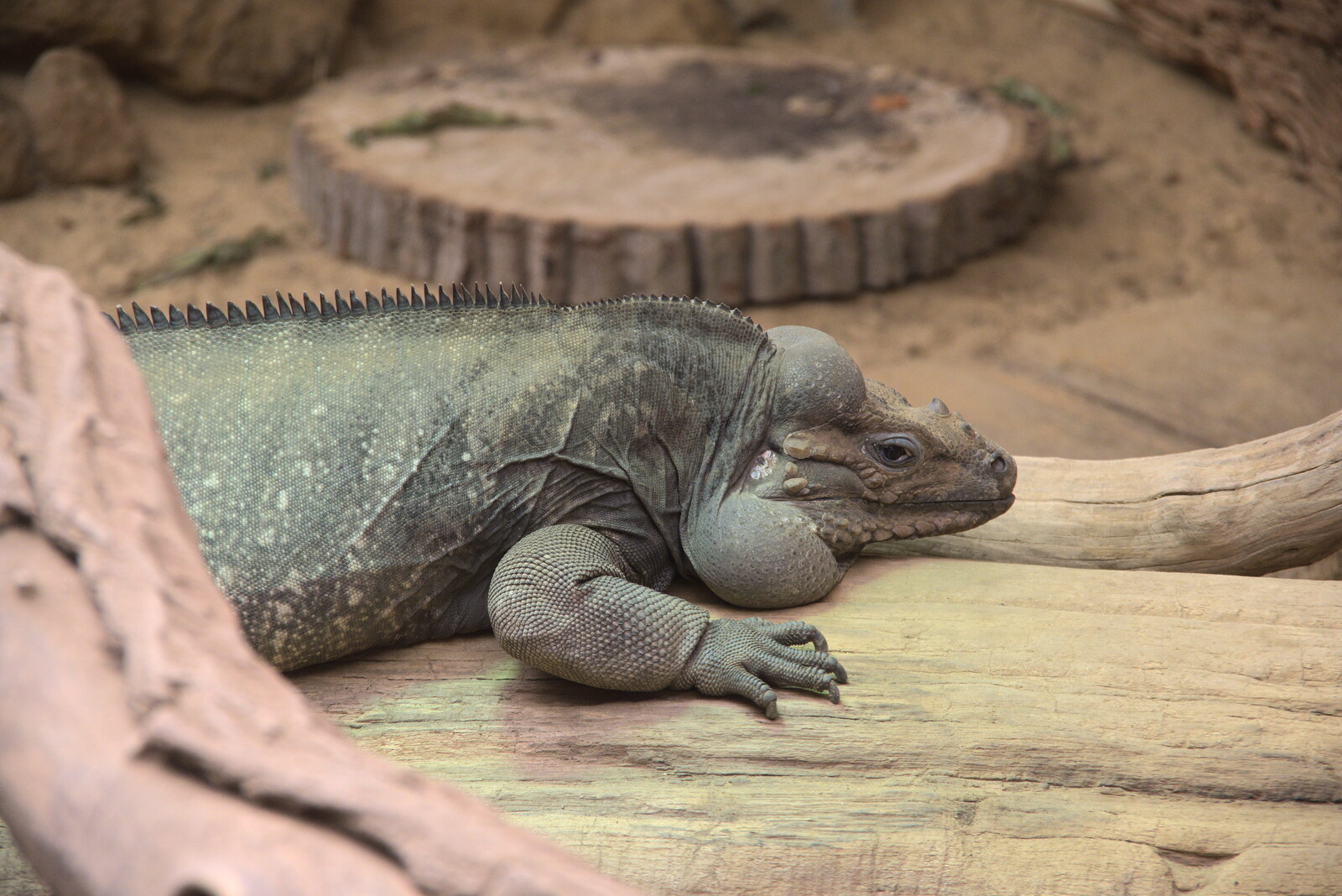 A big lizard looks very bored from A Moth Infestation and a Trip to the Zoo, Banham, Norfolk - 21st May 2022