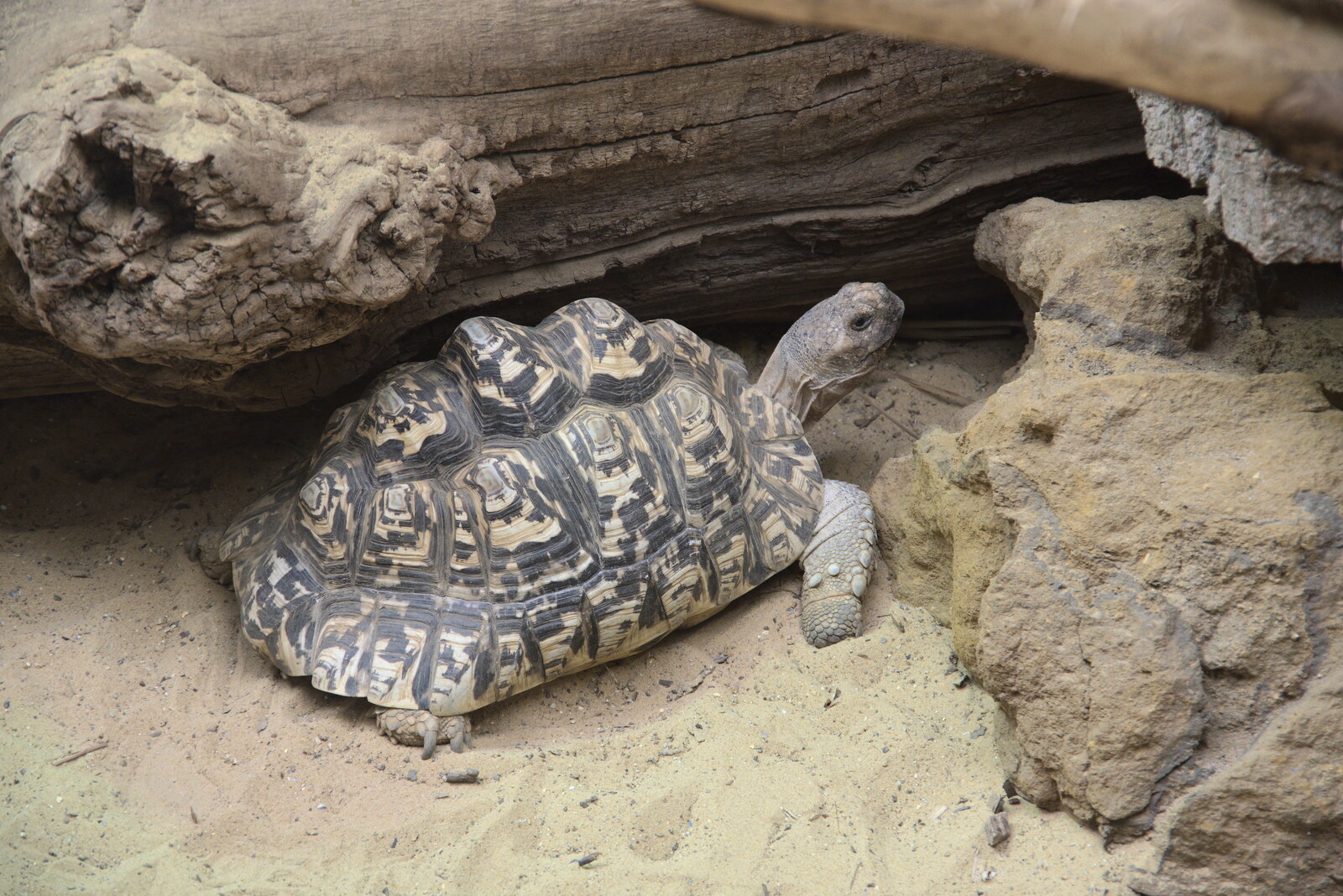 A tortoise trundles around from A Moth Infestation and a Trip to the Zoo, Banham, Norfolk - 21st May 2022