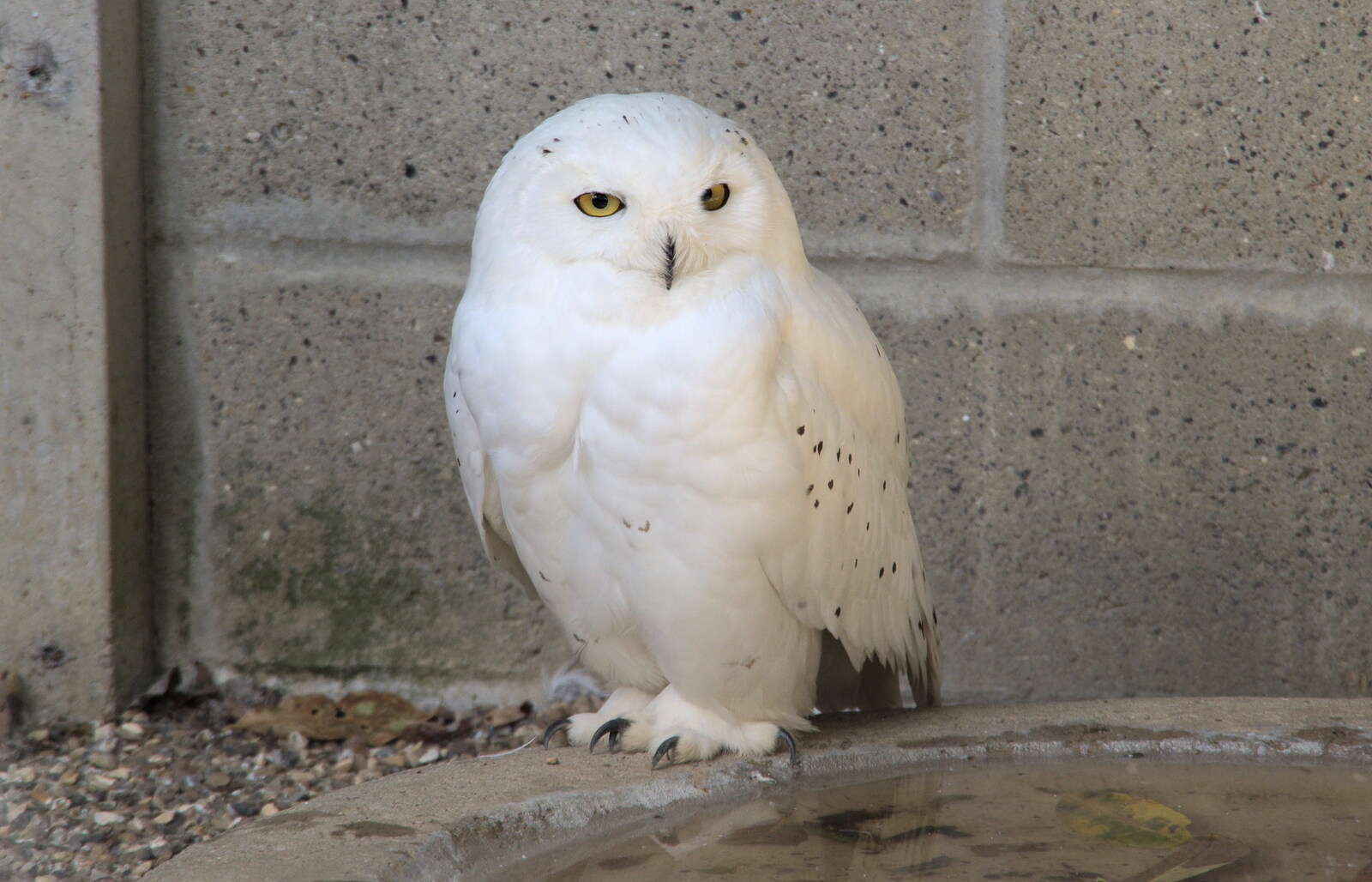 A snowy owl from A Moth Infestation and a Trip to the Zoo, Banham, Norfolk - 21st May 2022