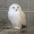 2022 A snowy owl