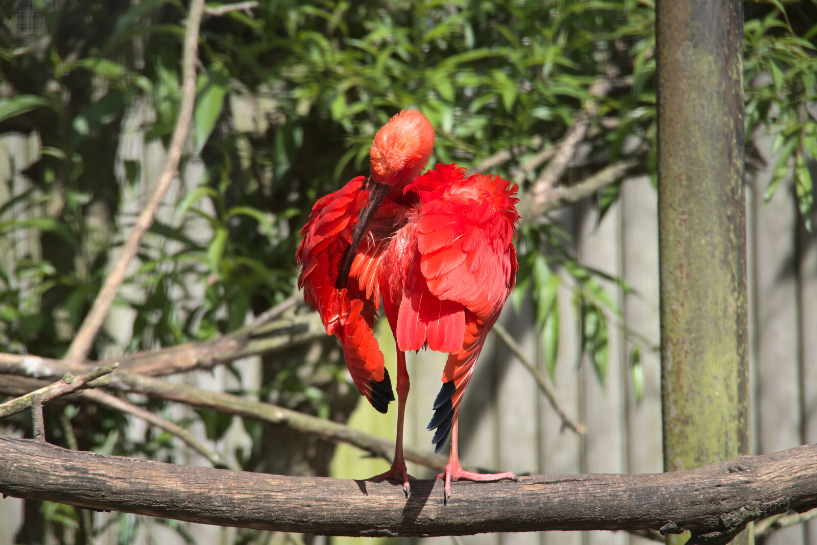 A bright red bird pecks at its feathers from A Moth Infestation and a Trip to the Zoo, Banham, Norfolk - 21st May 2022