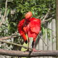 2022 A bright red bird pecks at its feathers