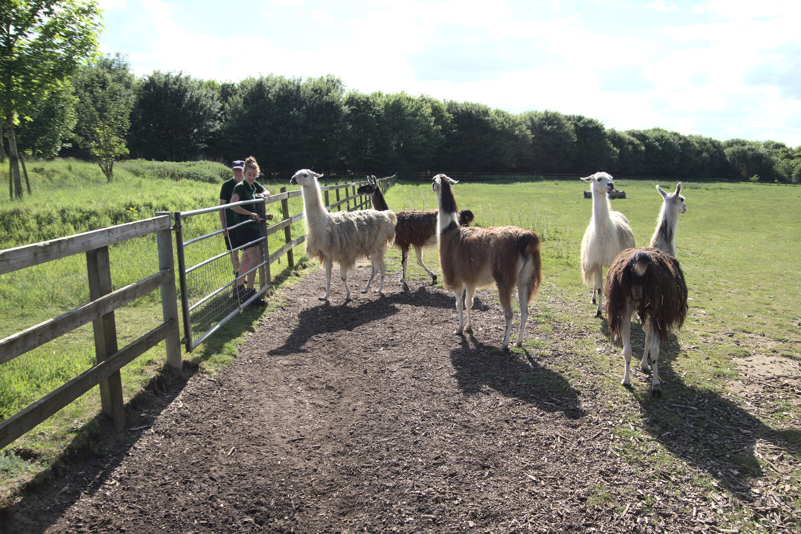 The llamas get ready to move fields from A Moth Infestation and a Trip to the Zoo, Banham, Norfolk - 21st May 2022