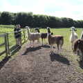 2022 The llamas get ready to move fields