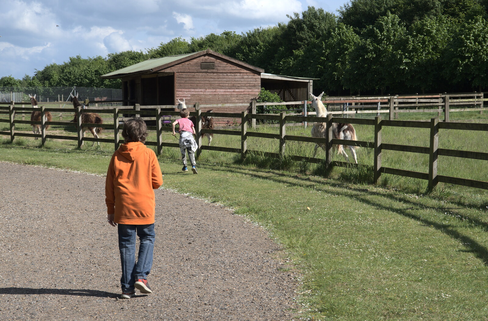 Harry runs after the llamas from A Moth Infestation and a Trip to the Zoo, Banham, Norfolk - 21st May 2022