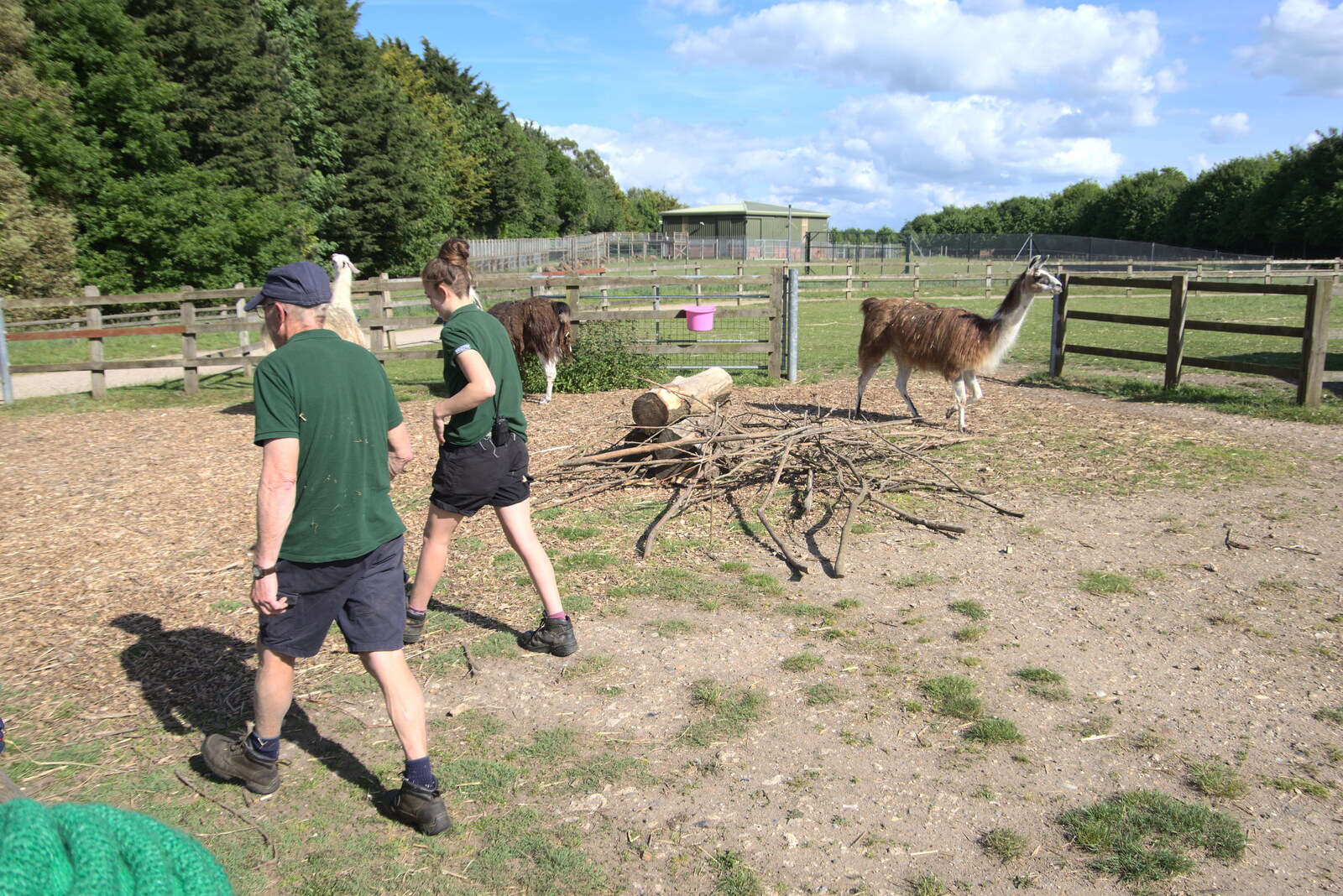 The llamas are in their new field from A Moth Infestation and a Trip to the Zoo, Banham, Norfolk - 21st May 2022