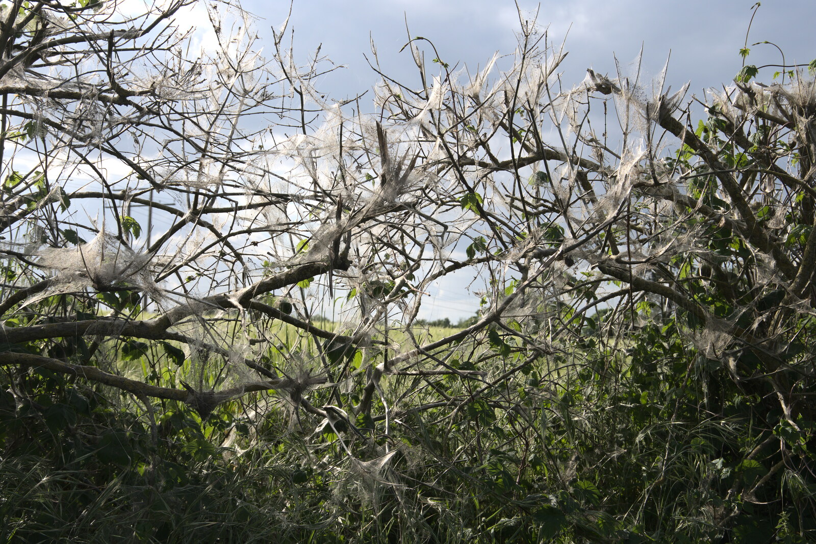 The hedges are covered in caterpillar webs from A Moth Infestation and a Trip to the Zoo, Banham, Norfolk - 21st May 2022