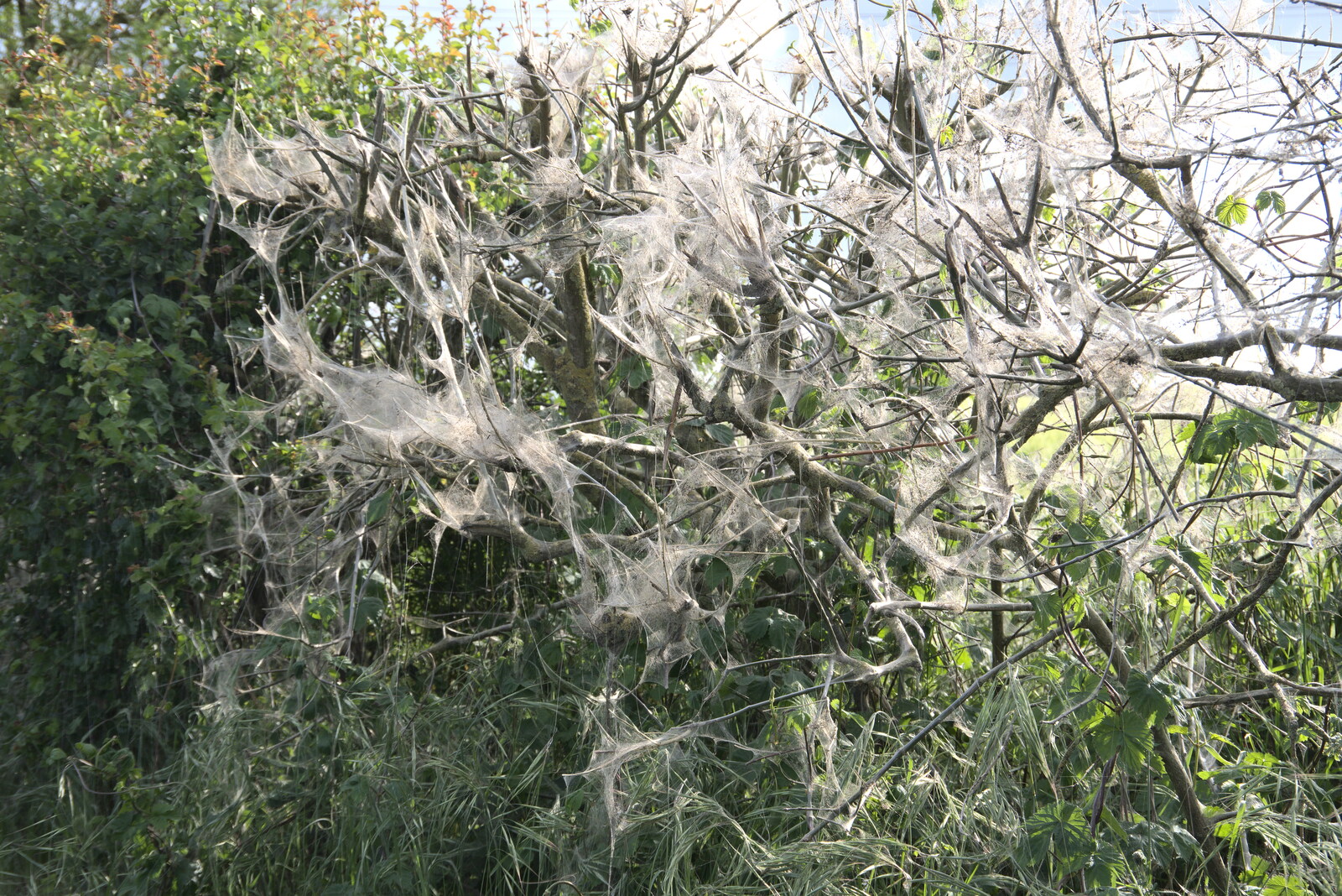 More of the famous caterpillar cobwebs from A Moth Infestation and a Trip to the Zoo, Banham, Norfolk - 21st May 2022