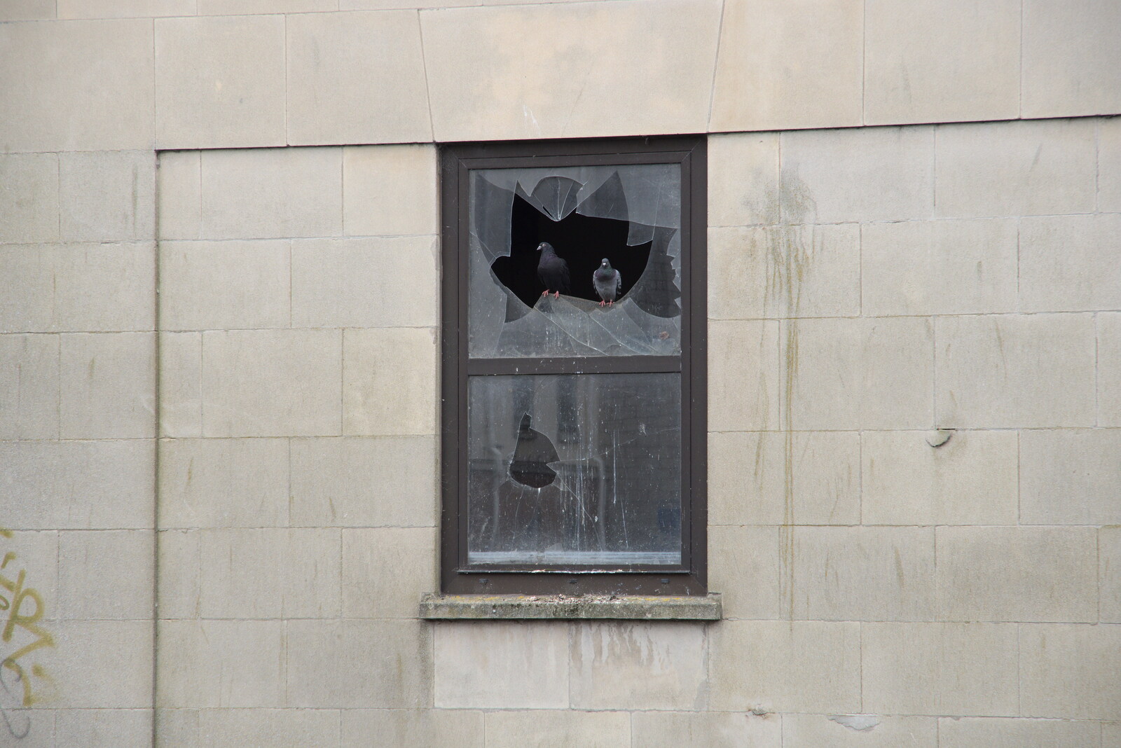 Pigeons in a broken window from Discovering the Hidden City: Norwich, Norfolk - 23rd May 2022