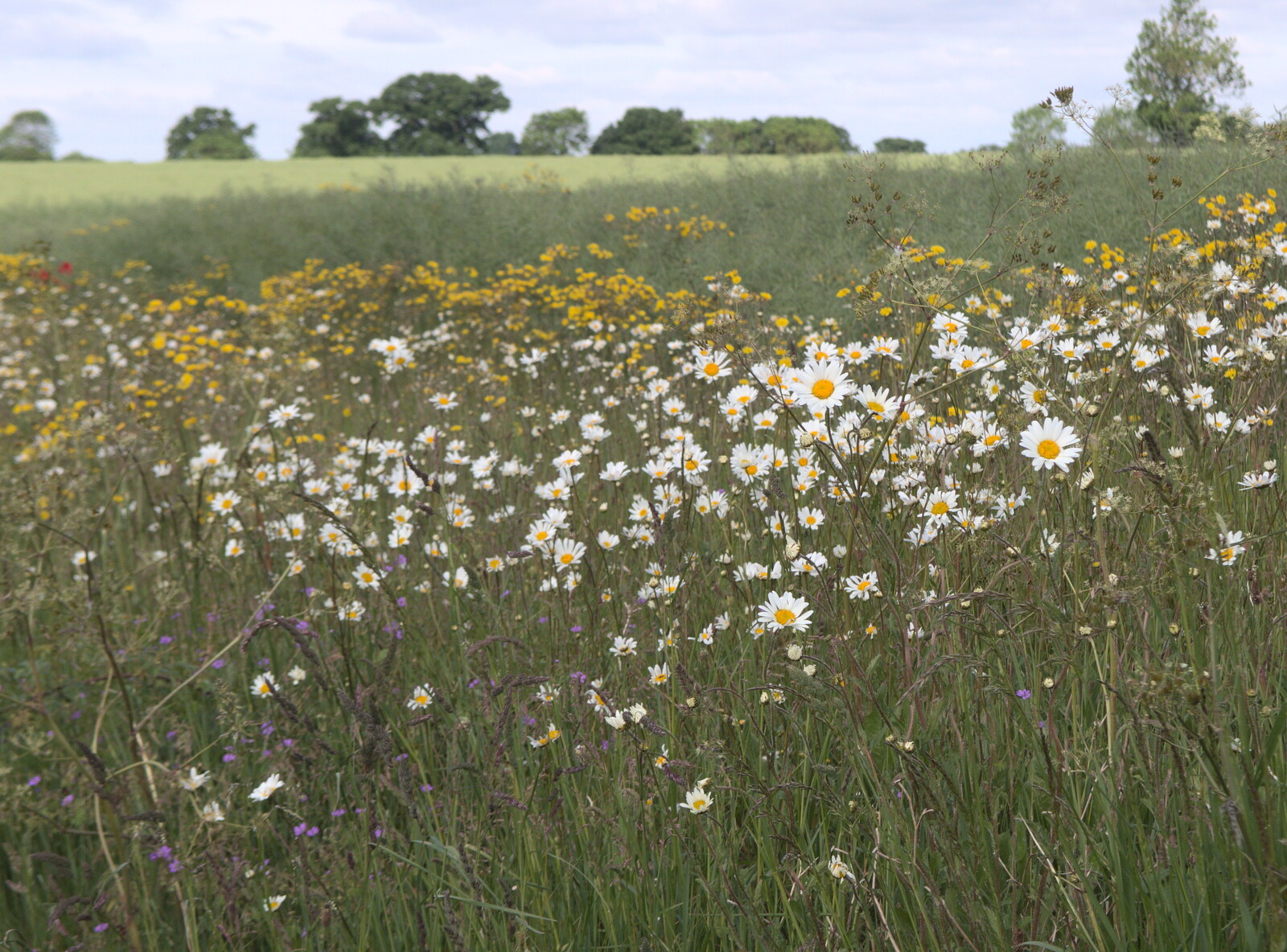Nice Dog Daisies near Gislingham from The Jubilee Torch Run, Brome and Oakley, Suffolk - 25th May 2022