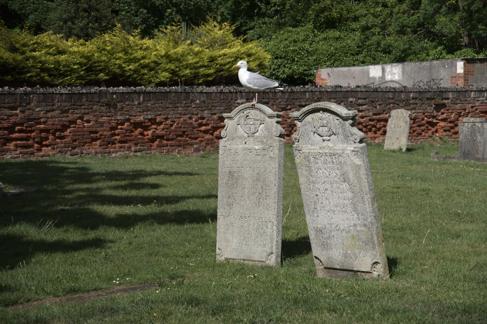 A herring gull with attitude perches on a gravestone from Faded Seaside Glamour: A Weekend in Great Yarmouth, Norfolk - 29th May 2022