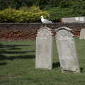 2022 A herring gull with attitude perches on a gravestone