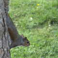 2022 A bold squirrel clings to a tree