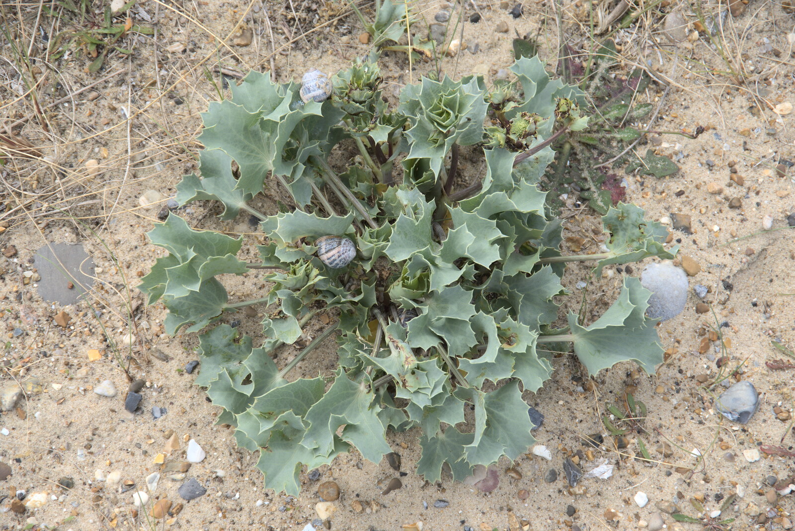 A bit of sea holly, with added snails from Faded Seaside Glamour: A Weekend in Great Yarmouth, Norfolk - 29th May 2022