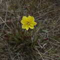 2022 Another solitary yellow flower