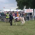 2022 One of the Shetland ponies trots out of the ring