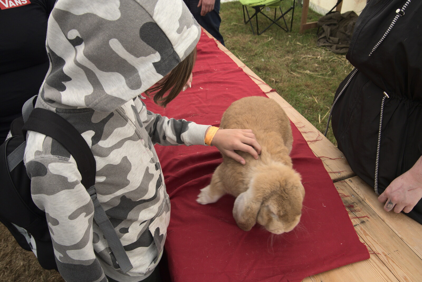 The Suffolk Show, Trinity Park, Ipswich - 1st June 2022: Harry interacts with a very large rabbit