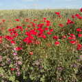 Nice poppies in a field near Wickham Skeith, A Bike Ride Miscellany, Brome to Cotton, Suffolk - 6th June 2022