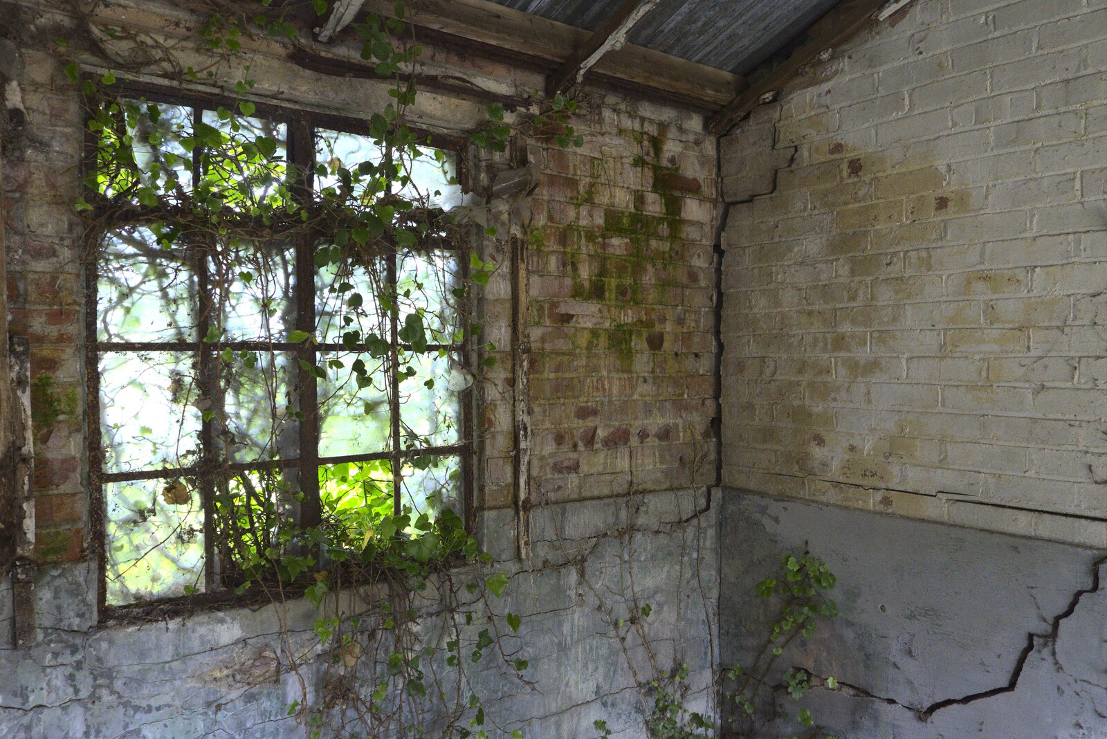 More ivy, and some major cracks from A 1940s Timewarp, Site 4, Bungay Airfield, Flixton, Suffolk - 9th June 2022