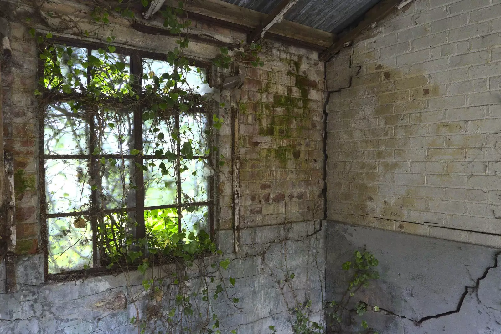 More ivy, and some major cracks, from A 1940s Timewarp, Site 4, Bungay Airfield, Flixton, Suffolk - 9th June 2022