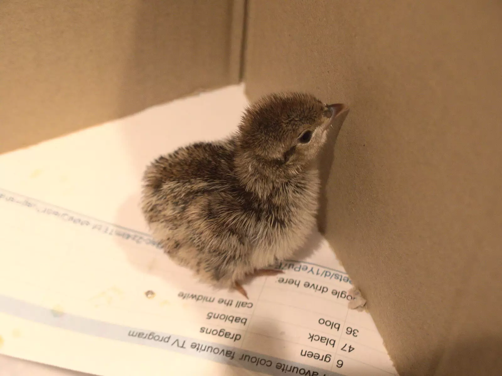 Fred rescues a baby bird from the garden, from Pizza at the Village Hall, Brome, Suffolk - 24th June 2022