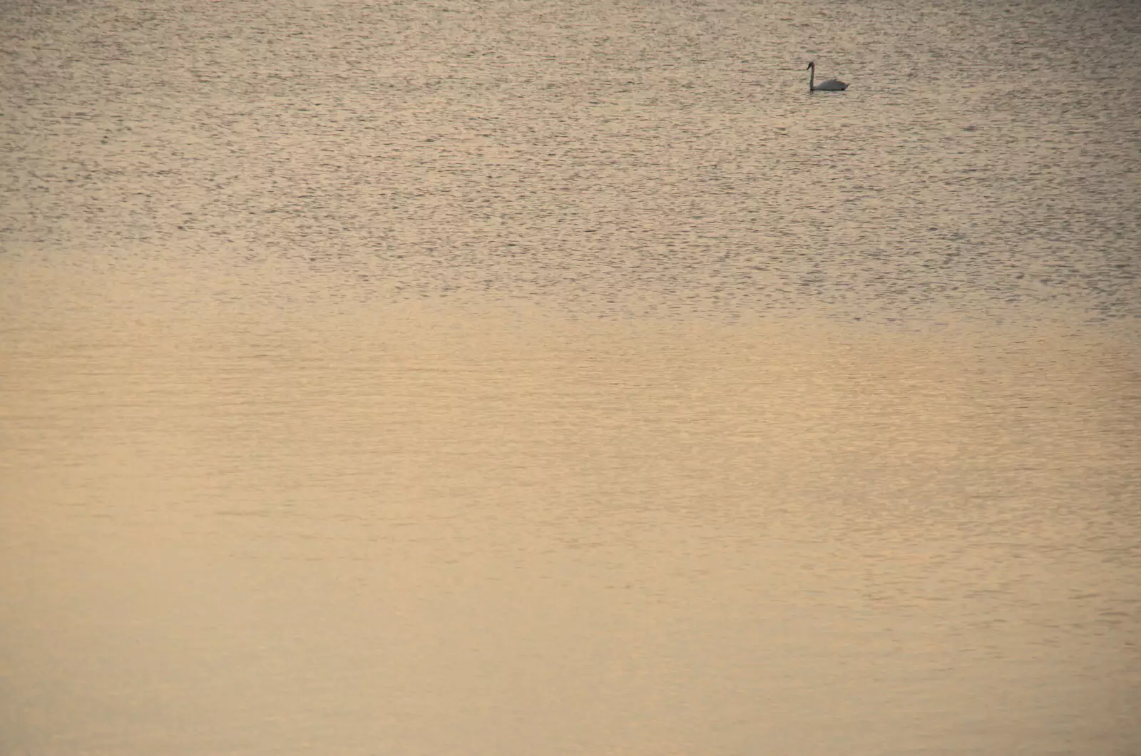 There's a swan on the lake, from Camping at the Lake, Weybread, Harleston - 25th June 2022