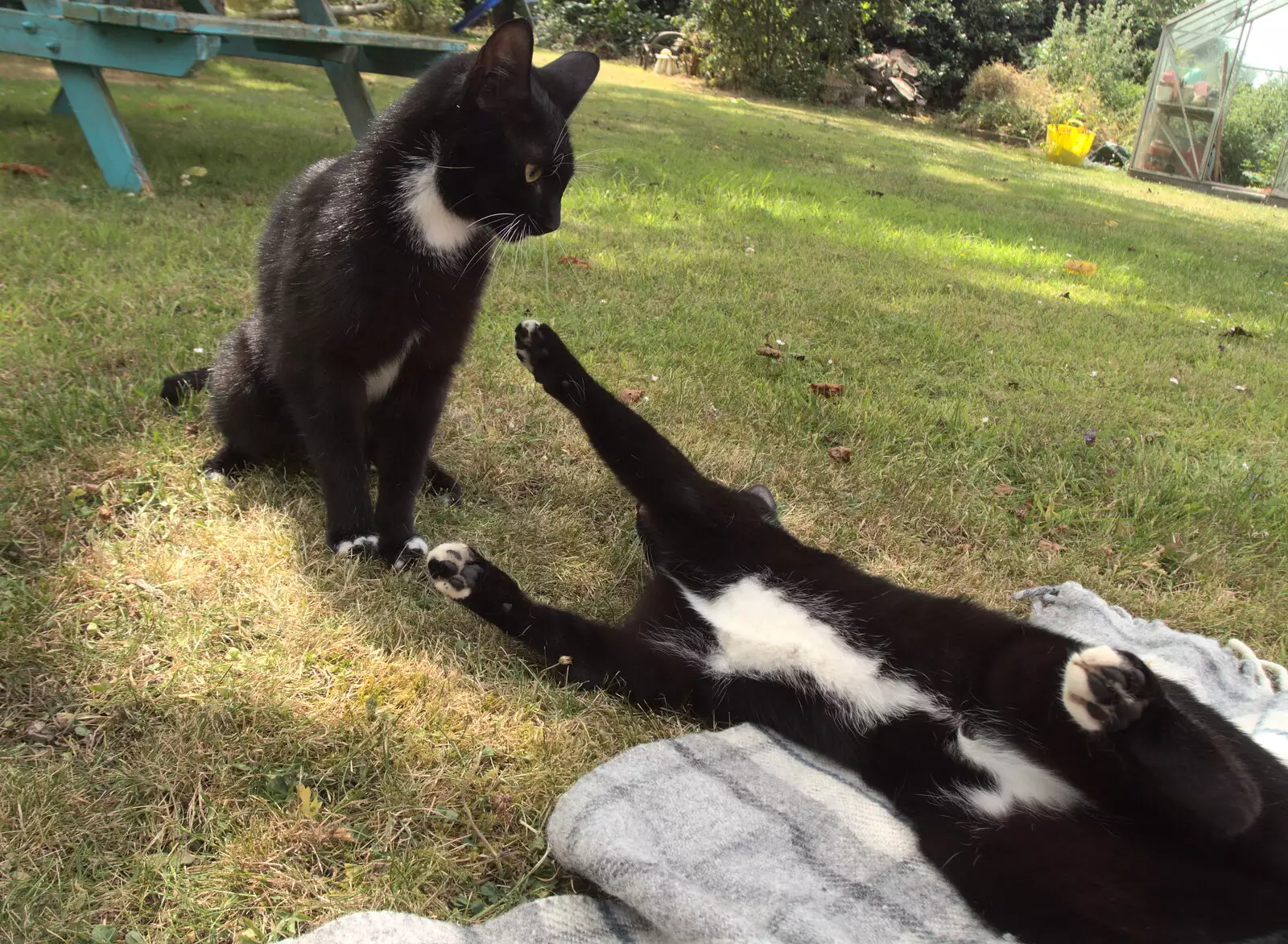 The cats do kitteny fisticuffs, from A Fire, a Fête, and a Scout Camp, Hallowtree, Suffolk - 30th June 2022