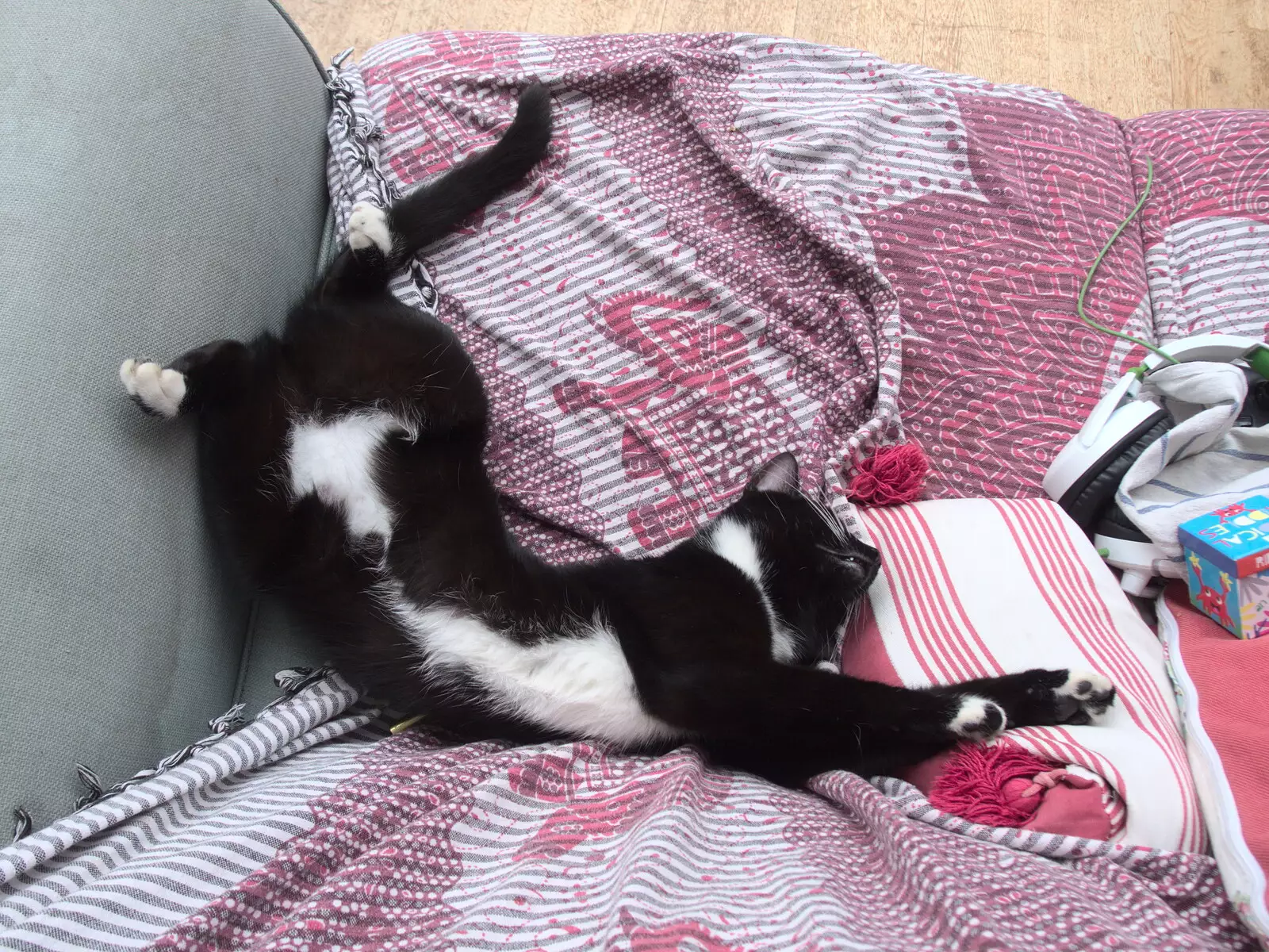 Molly - Tiny Cat - flops about, from A Fire, a Fête, and a Scout Camp, Hallowtree, Suffolk - 30th June 2022