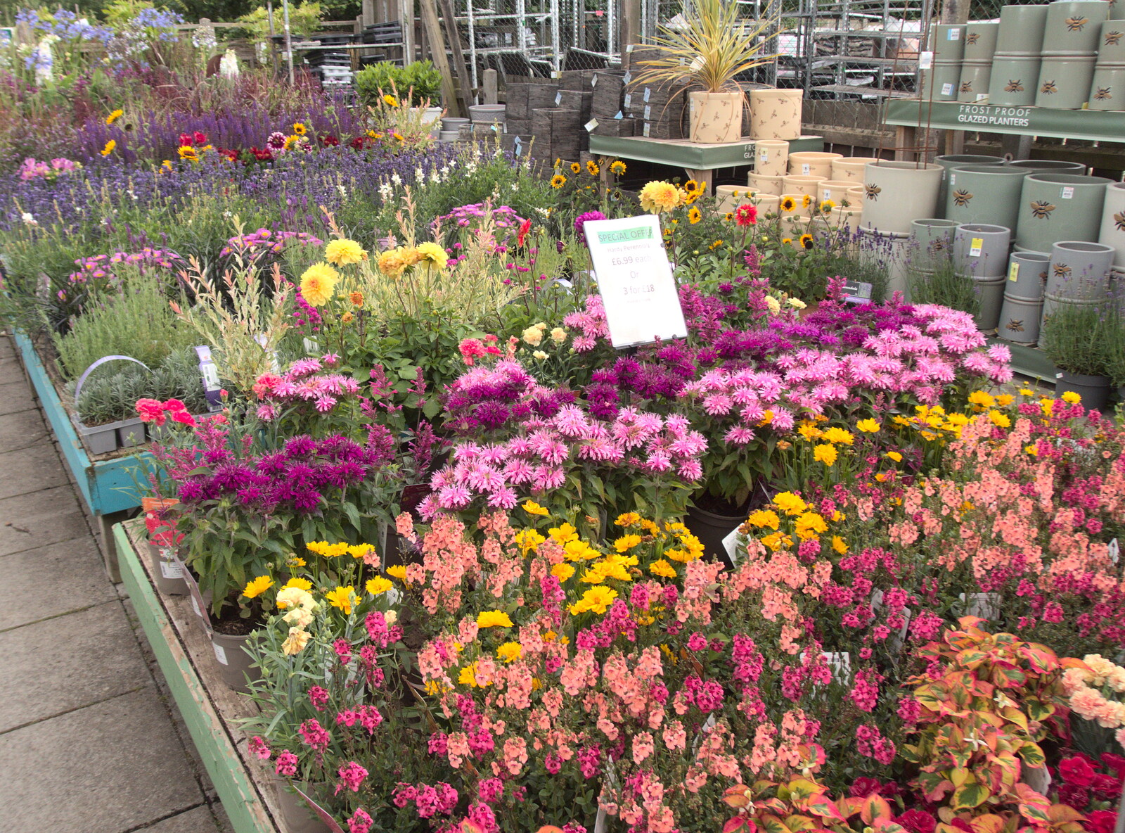 Diss Garden Centre's summer flowers in full flow from Camping in the Dunes, Waxham Sands, Norfolk - 9th July 2022