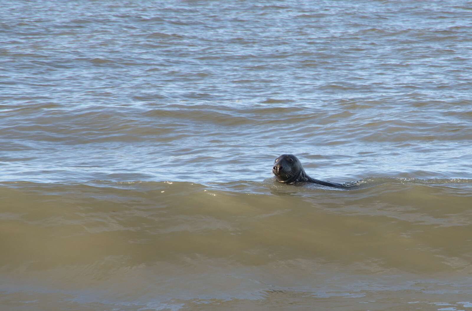 A seal bobs about in the sea from Camping in the Dunes, Waxham Sands, Norfolk - 9th July 2022
