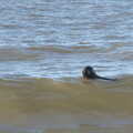 Camping in the Dunes, Waxham Sands, Norfolk - 9th July 2022, A seal bobs about in the sea